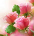 Lovely Pink Roses - Diamond Painting Kit
